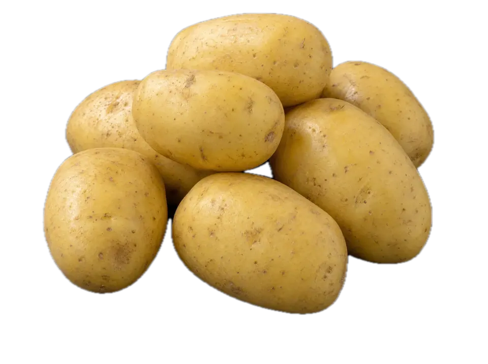 Speisekartoffeln Colomba